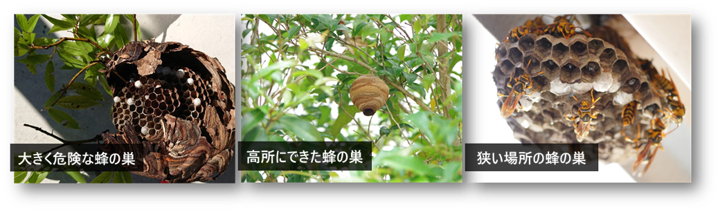 大きく危険、高所にできた、狭い場所の蜂の巣